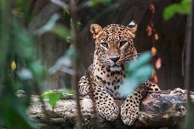 Arugambay to Yala National Park - Kumana National Park Safari - An In-Depth Look at the Arugambay to Yala National Park - Kumana Safari