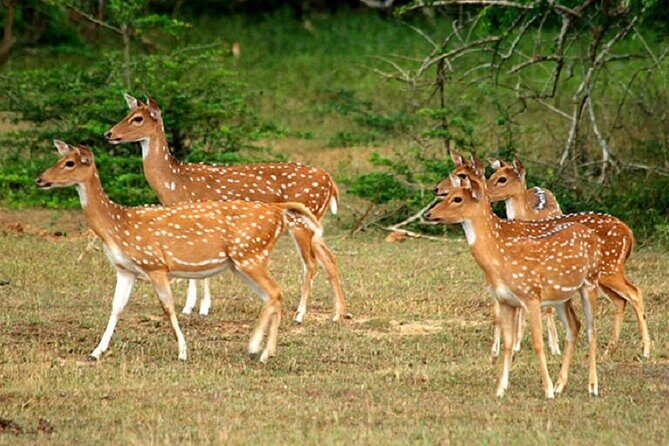 Arugambay to Yala National Park - Kumana National Park Safari - Key Points