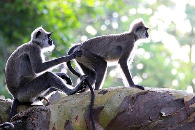 Arugambay to Yala National Park - Kumana National Park Safari - Practicalities and Considerations