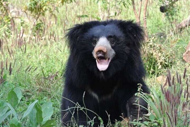 Arugambay to Yala National Park - Kumana National Park Safari - The Sum Up