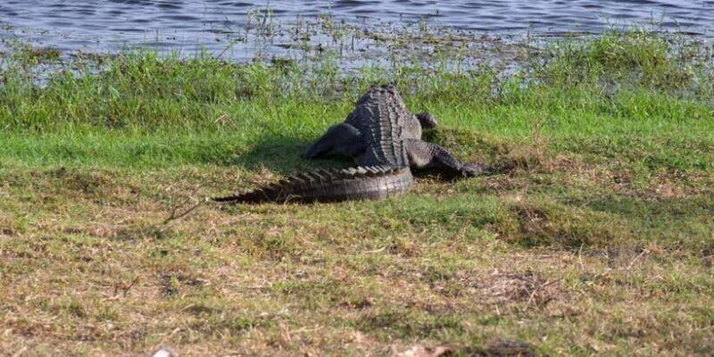 arugambay-to-yala-wild-safari-drop-off-flexibility