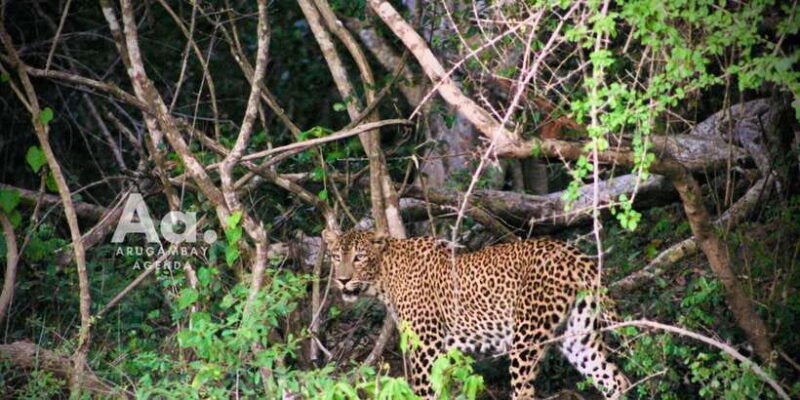 arugambay-to-yala-wild-safari-drop-off-flexibility