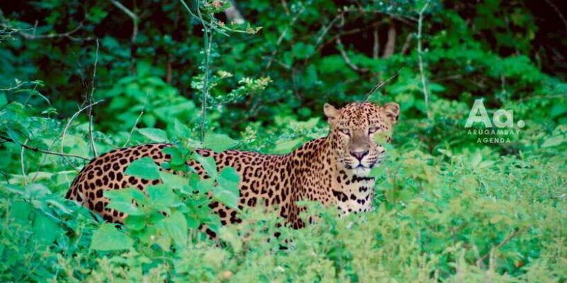 arugambay-to-yala-wild-safari-drop-off-flexibility