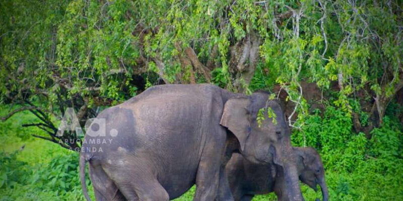 arugambay-to-yala-wild-safari-drop-off-flexibility