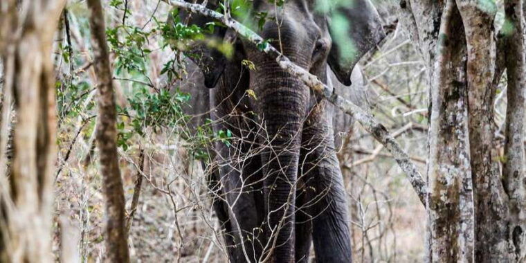arugambay-to-yala-wild-safari-drop-off-flexibility