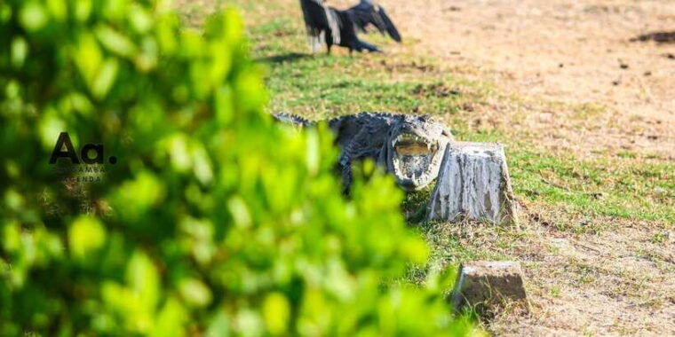 arugambay-to-yala-wild-safari-drop-off-flexibility