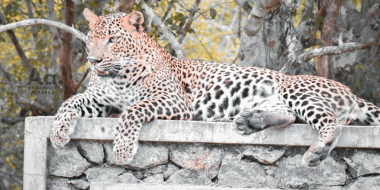 arugambay-to-yala-wild-safari-drop-off-flexibility