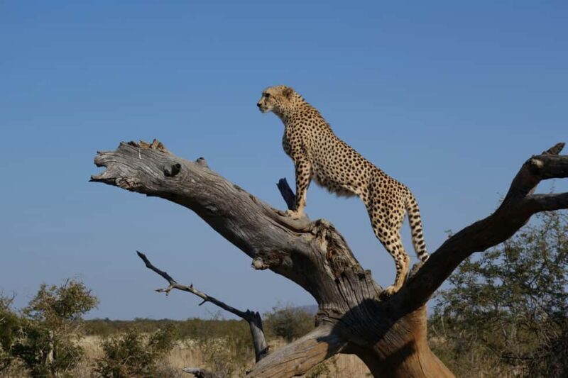 Arusha: 1-Day Wildlife Safari to Tarangire National Park - Key Points