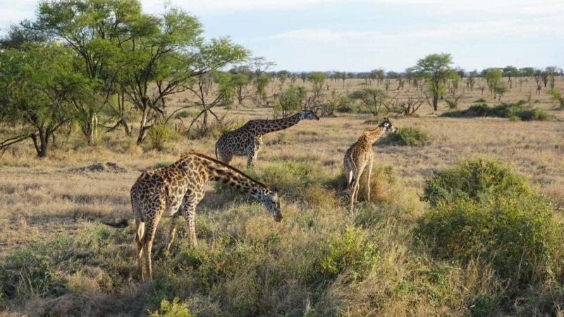 Arusha: 1-Day Wildlife Safari to Tarangire National Park - The Itinerary Breakdown