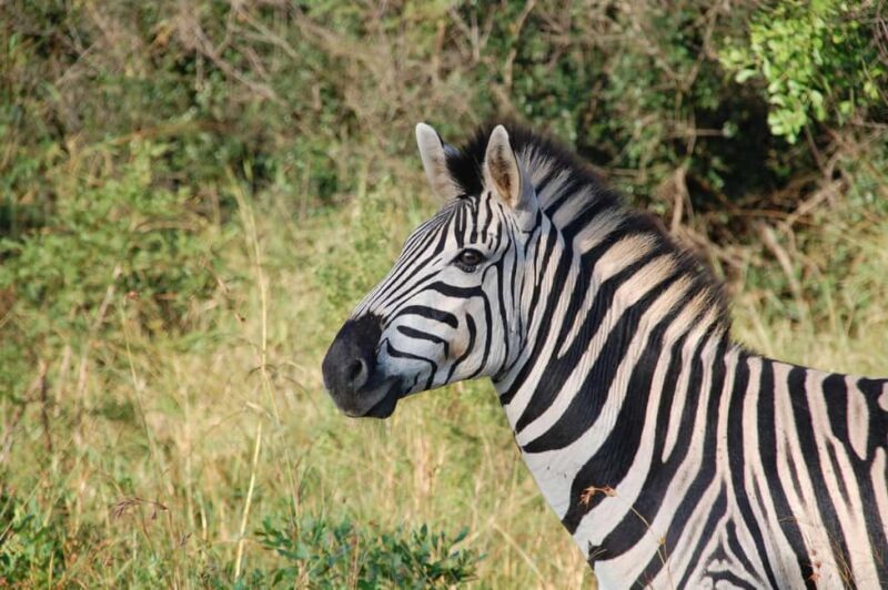 Arusha: 1-Day Wildlife Safari to Tarangire National Park - Why This Tour Offers Great Value