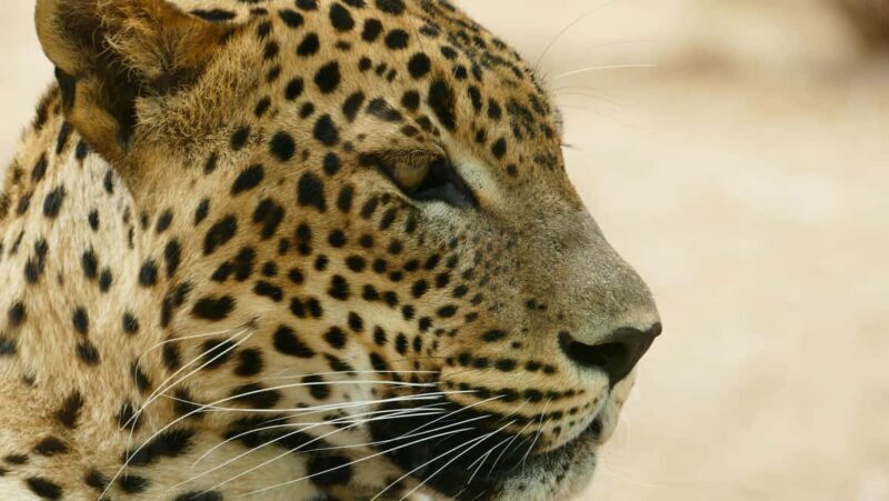 Arusha: 1-Day Wildlife Safari to Tarangire National Park - FAQs