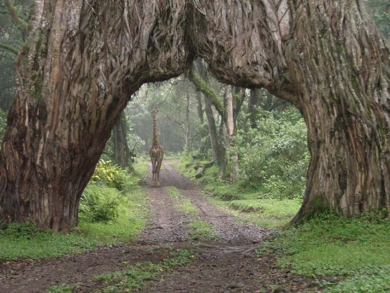 Arusha: 2-Day Camping Safari with Game Drives and Hikes - Key Points