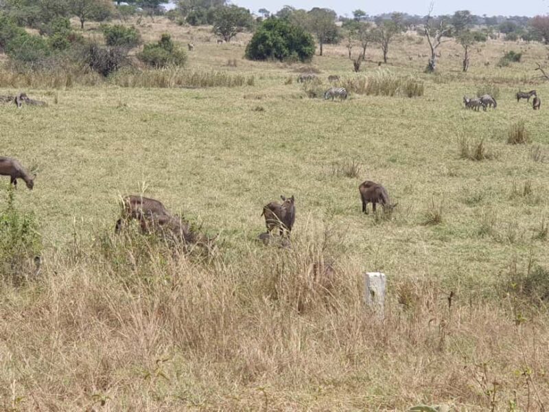 Arusha: 2-Day Ngorongoro Crater and Tarangire Safari - Frequently Asked Questions