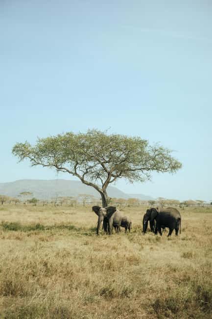 Arusha: 2-Day Safari to Tarangire National Park with Meals - Discovering the Magic of Tarangire in Two Days