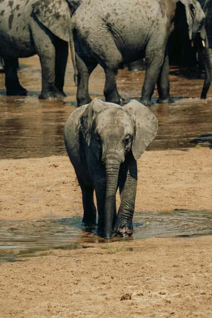 Arusha: 2-Day Safari to Tarangire National Park with Meals - Final Thoughts