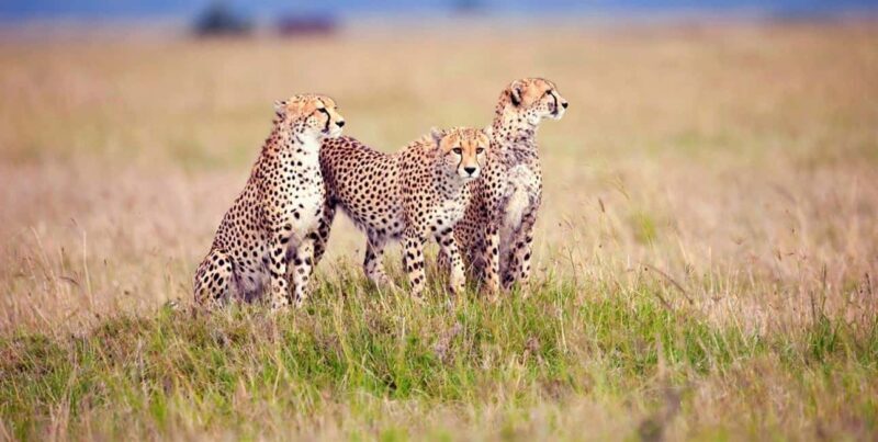 Arusha: 3-Day Honeymoon Safari in Serengeti National Park - The Journey to the Serengeti: What to Expect