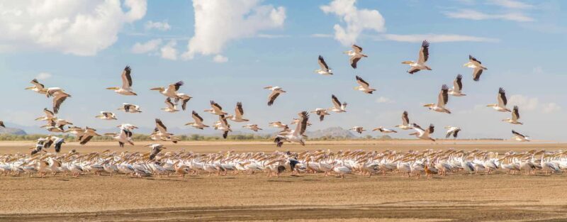 Arusha: 3-Day Lake Eyasi Trip and Safari - Key Points