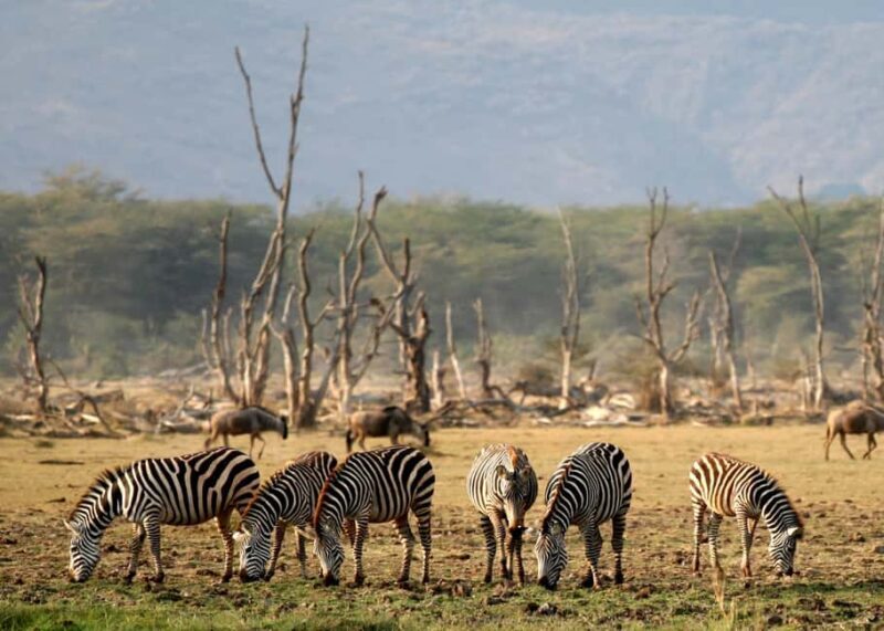 Arusha: 3-Day Lake Eyasi Trip and Safari - Final Thoughts: Is This Tour Worth It?