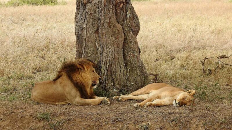 Arusha: 3-Day Materuni Waterfalls and Tarangire Safari - Key Points