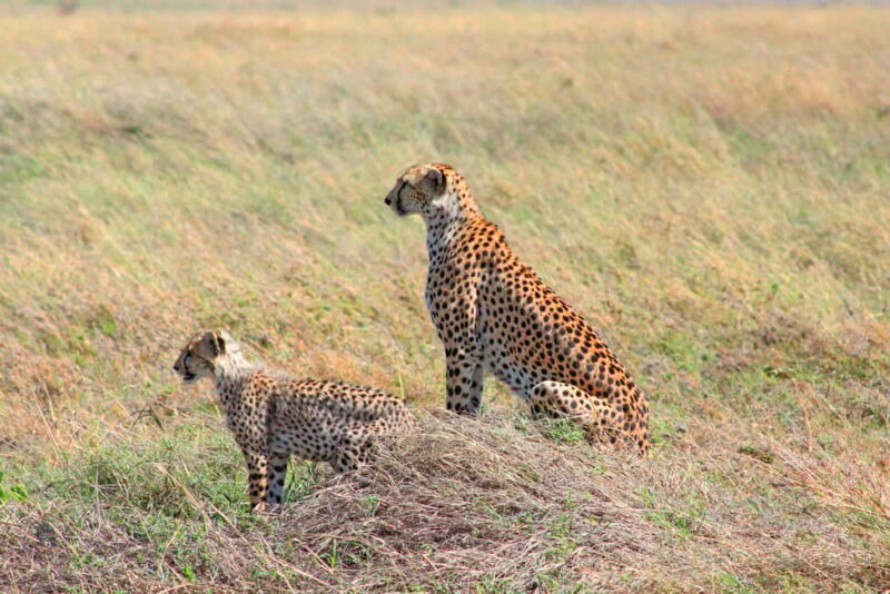Arusha: 3-Day Materuni Waterfalls and Tarangire Safari - FAQ