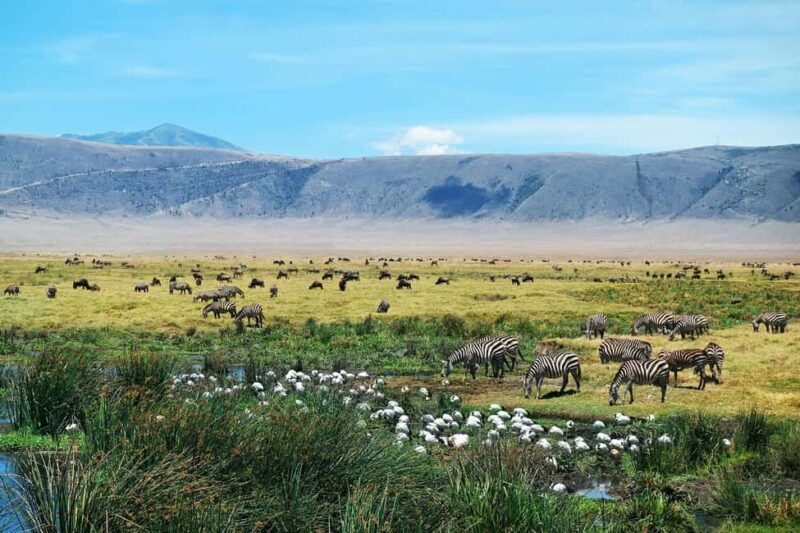 Arusha: 3-Day Ngorongoro Crater Safari with Flights - An In-Depth Look at the 3-Day Ngorongoro Crater Safari