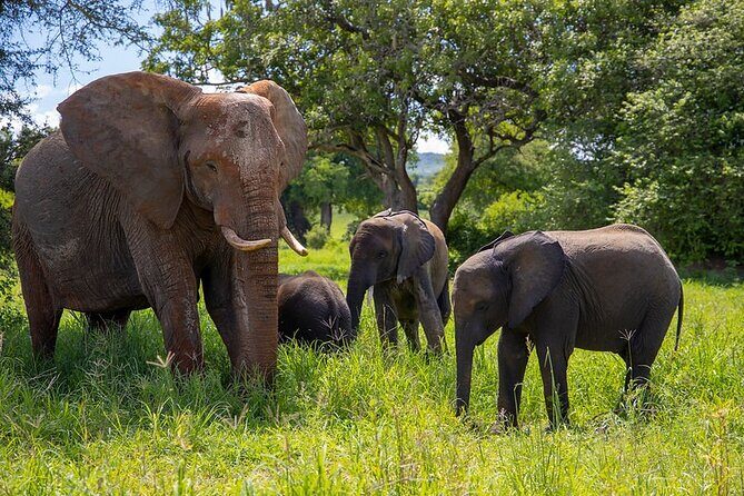 Arusha: 3-Day Safari Tarangire, Flamingo Walk Lake Natron Tour - The Flamingo Walk at Lake Natron
