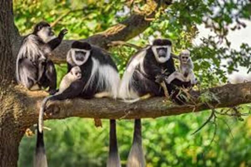 Arusha: 3-Day Safari to Arusha National Park and Ngorongoro - Key Points