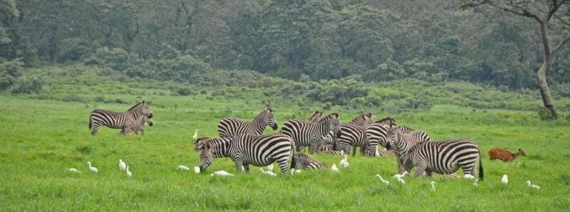 Arusha: 3-Day Safari to Arusha National Park and Ngorongoro - Why This Tour Offers Great Value