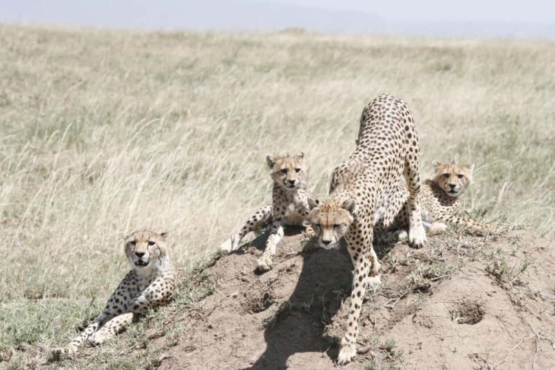 Arusha: 3-Day Safari to Tarangire and Ngorongoro Crater - The Itinerary in Detail