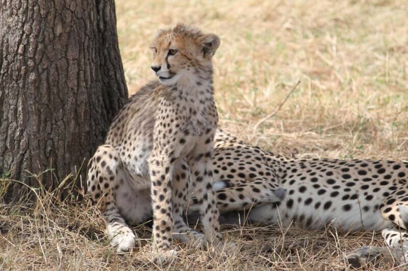 Arusha: 3-Day Safari to Tarangire and Ngorongoro Crater - Practical Considerations