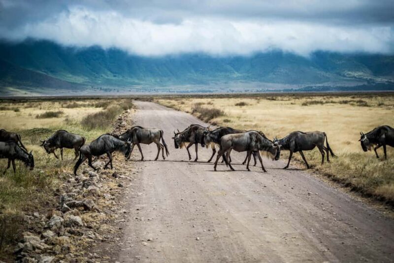 Arusha: 3-Day Safari to Tarangire and Ngorongoro Crater - FAQ
