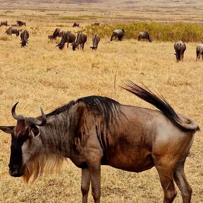 Arusha: 3-Day Safari to Tarangire, Lake Manyara & Ngorongoro - Overview of the 3-Day Safari Experience