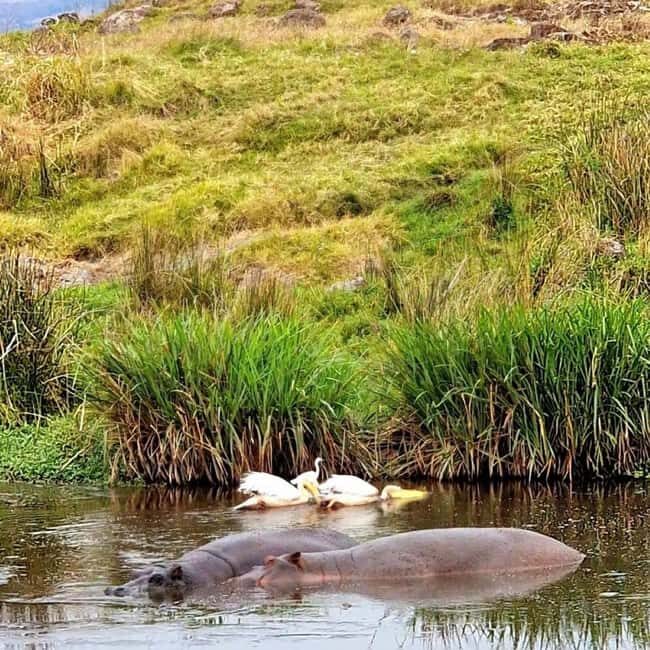 Arusha: 3-Day Safari to Tarangire, Lake Manyara & Ngorongoro - Practical Tips and Considerations