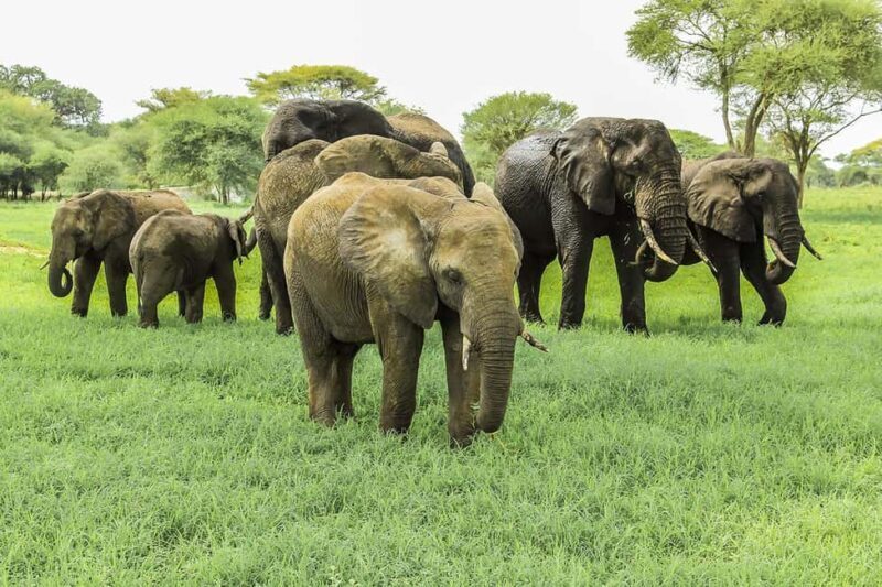 Arusha: 3-Day Safari to Tarangire, Ngorongoro & Lake Manyara - Key Points