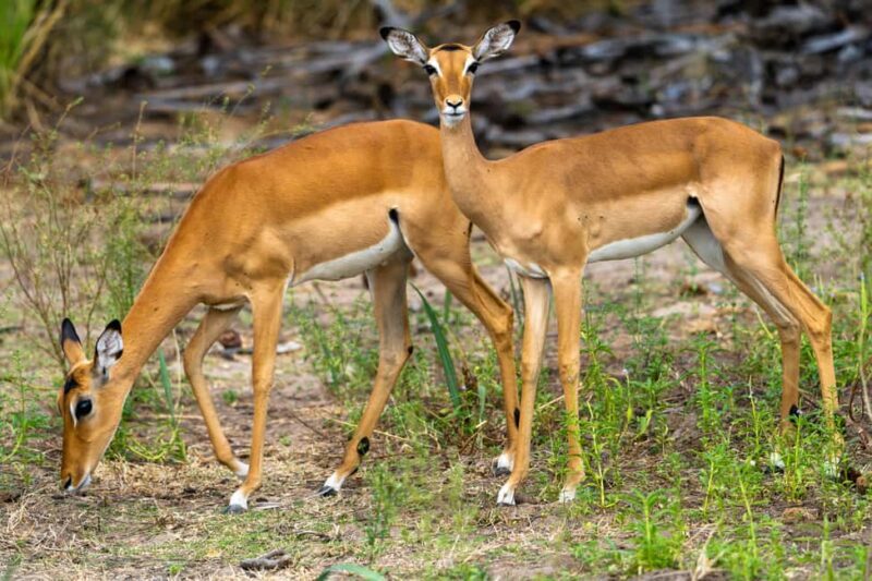 Arusha: 3-Day Safari with Hot Air Balloon for Honeymooners - The Itinerary Breakdown