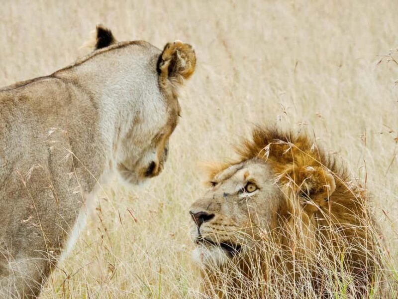 Arusha: 3-Day Safari with Hot Air Balloon for Honeymooners - Who Is This Tour Best For?