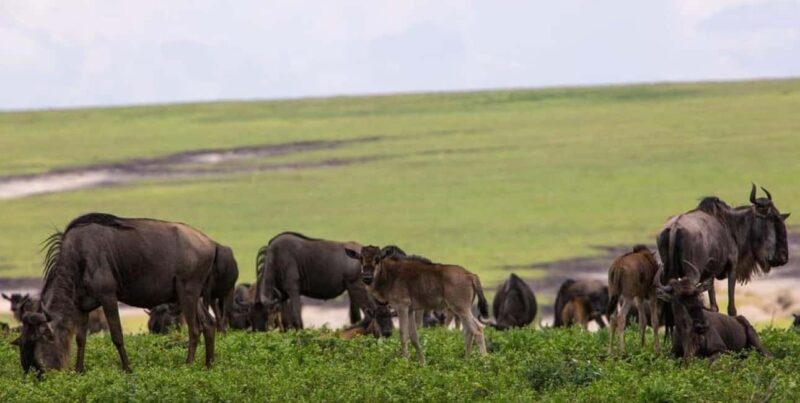 Arusha: 3-Day Serengeti and Ngorongoro Crater Safari - Who Is This Tour Best For?