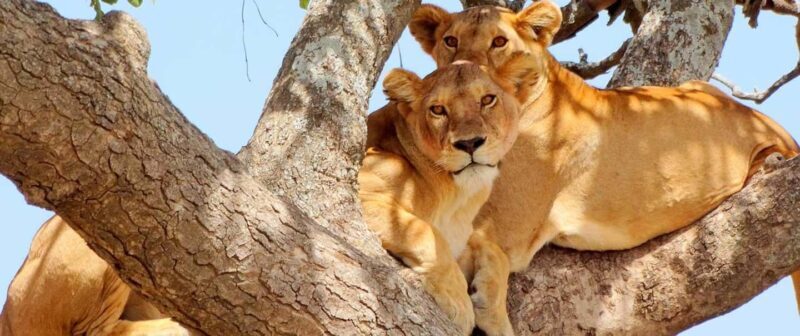 Arusha: 3-Day Serengeti and Ngorongoro Crater Safari - Key Points