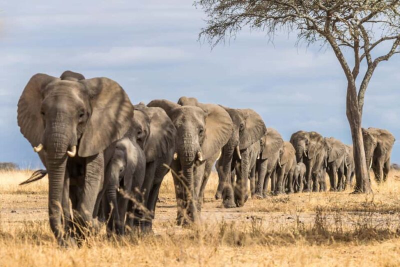 Arusha: 3-Day Serengeti and Ngorongoro Crater Safari - FAQ