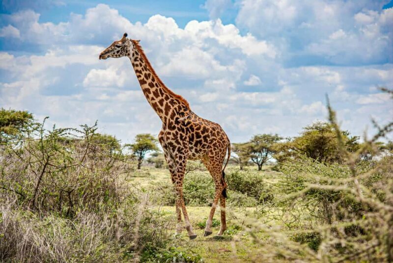 Arusha: 3-Day Serengeti & Ngorongoro Crater Big Five Safari - Key Points