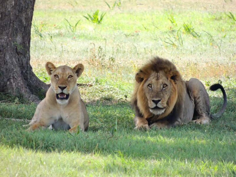 Arusha: 3-Day Tanzania Budget-Friendly Camping Safari - Key Points