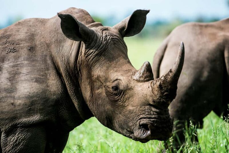 Arusha: 3-Day Tanzania Budget-Friendly Camping Safari - Exploring Tanzania’s Northern Circuit Parks in 3 Days