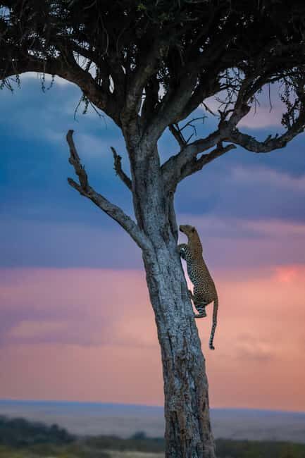 Arusha: 3-Day Tanzania Budget-Friendly Camping Safari - The Sum Up
