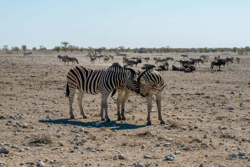 Arusha: 3-Day Tanzania Budget-Friendly Camping Safari - FAQs