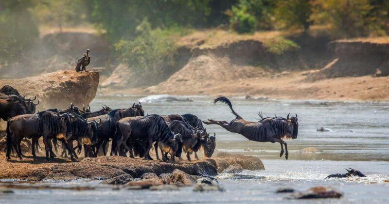 Arusha: 3-Days Serengeti Safari Thrills - Key Points