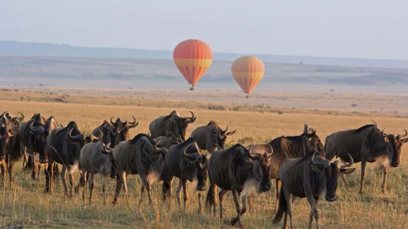 Arusha: 3-Days Serengeti Safari Thrills - Detailed Review of the 3-Day Serengeti Safari