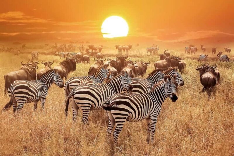 Arusha: 3-Days Serengeti Safari Thrills - Final Thoughts: Is This Safari Right for You?