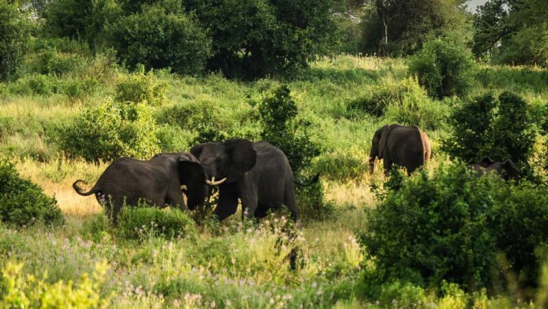 Arusha: 3Day Tanzanian Treasures Safari,Ngorongoro,Tarangire - Authentic Insights from Past Travelers