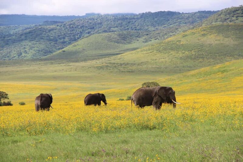 Arusha: 3Day Tanzanian Treasures Safari,Ngorongoro,Tarangire - Final Thoughts: Is This Safari Right for You?