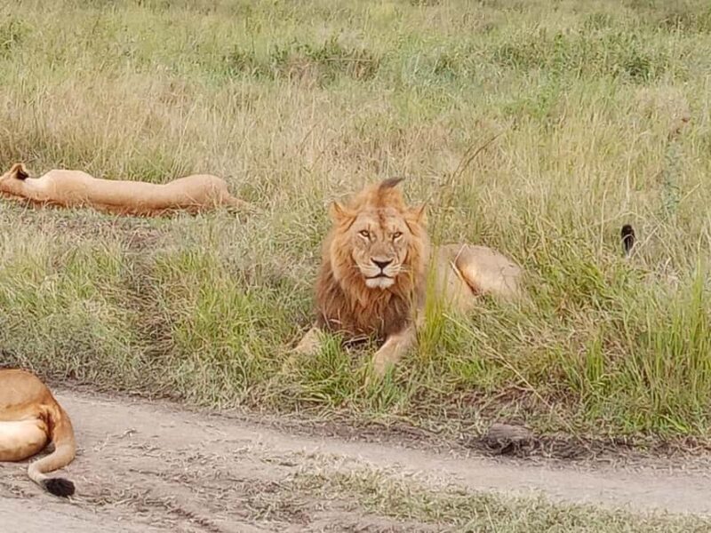 Arusha: 4-Day Budget Camping Safari - Key Points